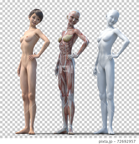 筋肉標本　女性　perming3DCGイラスト素材 72692957