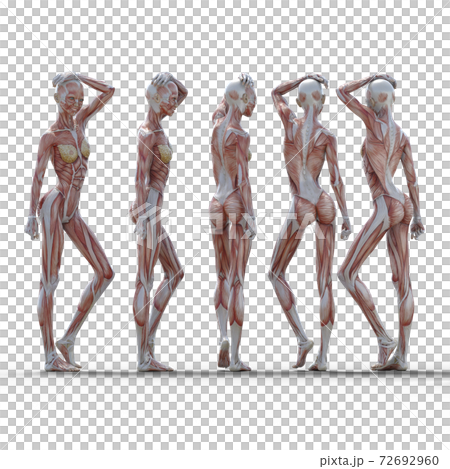 筋肉標本 女性 perming3DCGイラスト素材 筋肉標本 女性 perming3DCGイラスト素材 72692960