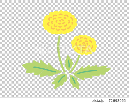 蒲公英的手繪插圖 72692963