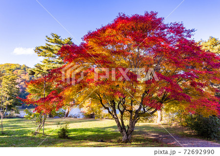 長野県 松原湖 湖畔の紅葉の写真素材