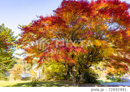 （長野県）松原湖　湖畔の紅葉 72692991