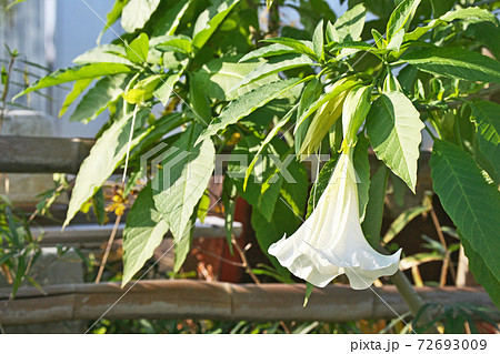 白いキダチチョウセンアサガオの花の写真素材