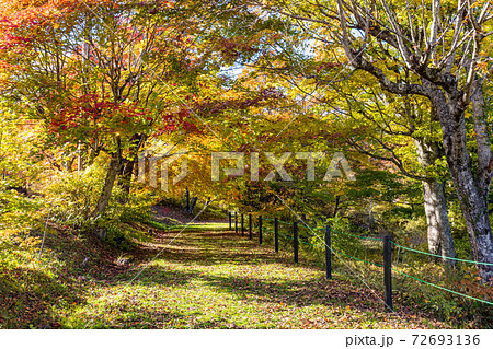 長野県 松原湖 湖畔散策路の紅葉の写真素材 長野県 松原湖 湖畔散策路の紅葉の写真素材