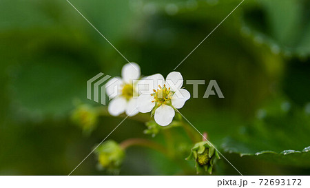いちごの花 72693172