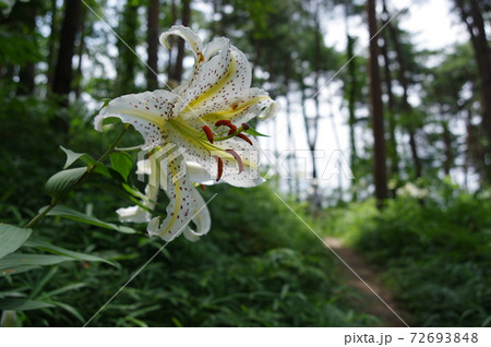 宮城県大衡村、昭和万葉の森のヤマユリ 宮城県大衡村、昭和万葉の森のヤマユリ 72693848