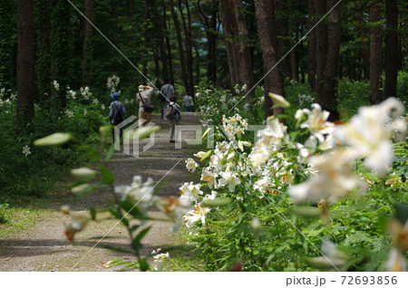 宮城県大衡村、昭和万葉の森のヤマユリ 宮城県大衡村、昭和万葉の森のヤマユリ 72693856