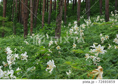 宮城県大衡村、昭和万葉の森のヤマユリ 72693859