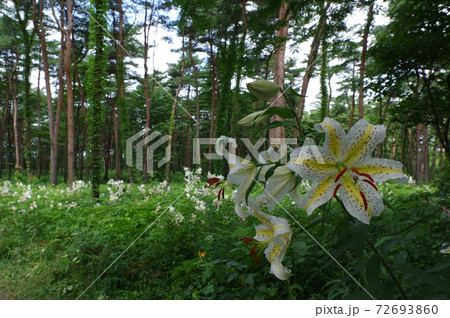 宮城県大衡村、昭和万葉の森のヤマユリ 宮城県大衡村、昭和万葉の森のヤマユリ 72693860