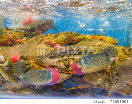 Alive crabs in the water tank at seafood market Alive crabs in the water tank at seafood market 72693901