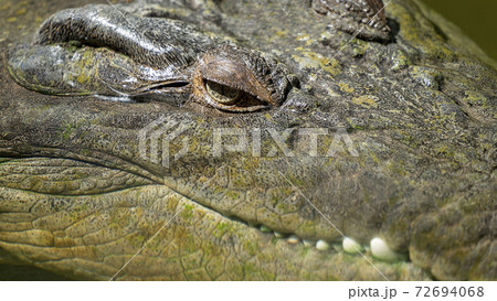 An Australian Saltwater Crocodileの写真素材 [72694068] - PIXTA