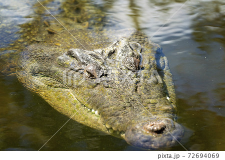 An Australian Saltwater Crocodileの写真素材 [72694069] - PIXTA