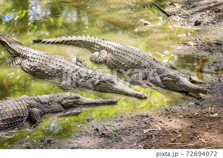 Australian Freshwater Crocodiles 72694072