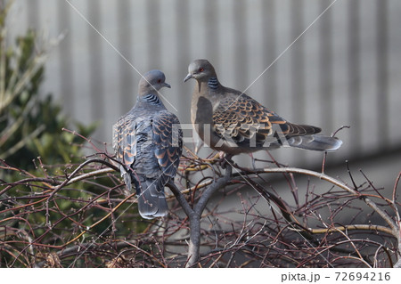 鳩の会話2 72694216