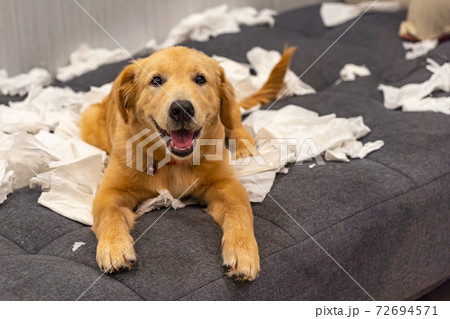 Smiling golden retriever dog playing white tissue paper at home 72694571