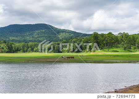 Idyllic scenery of highland and grazing pasture beside the lake Idyllic scenery of highland and grazing pasture beside the lake 72694775