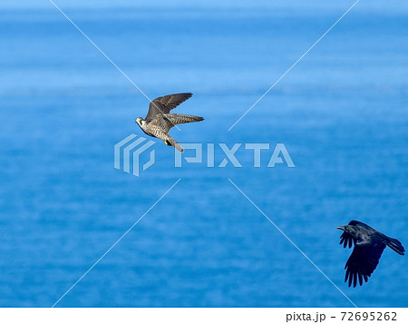 青い海をバックにカラスとバトルするチゴハヤブサ＠北海道 72695262
