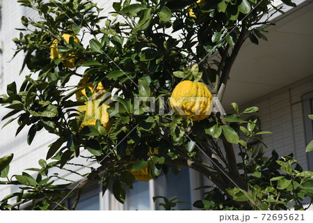 シシユズ(獅子柚子)・オニユズ(鬼柚子) シシユズ(獅子柚子)・オニユズ(鬼柚子) 72695621