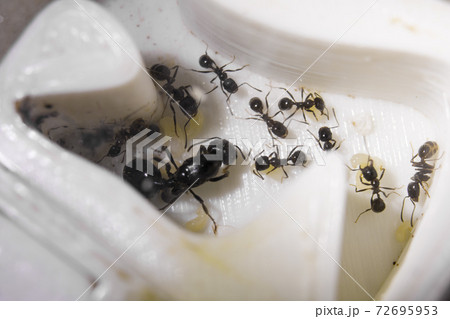 Ants messor structor in a formicaria closeup Ants messor structor in a formicaria closeup 72695953