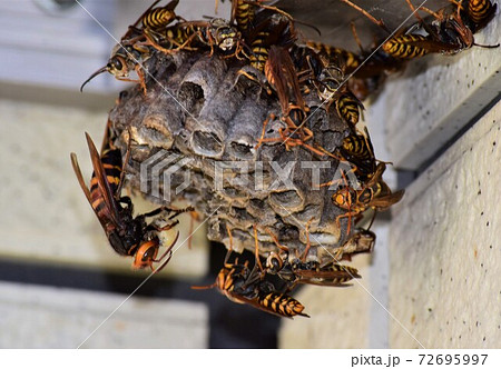 幼虫を丸めるヒメスズメバチ 止まるセグロアシナガバチの写真素材 72695997 Pixta