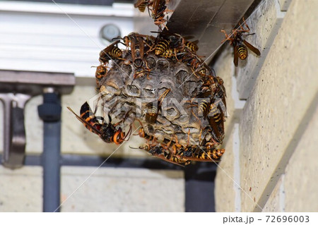 アシナガバチとヒメスズメバチ 72696003