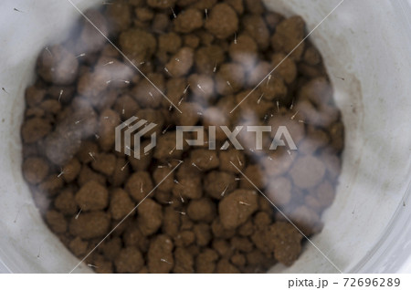 めだか めだか 72696289