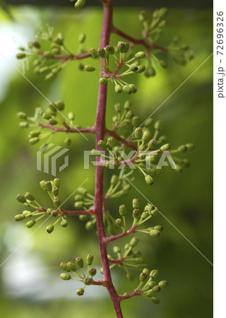 ぶどうの花 72696326