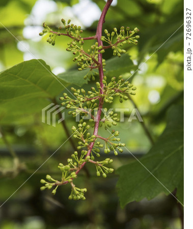 ぶどうの花 72696327