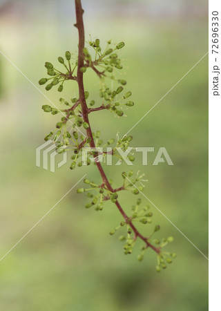 ぶどうの花 72696330