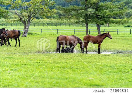 サラブレッド 馬 サラブレッド 馬 72696355