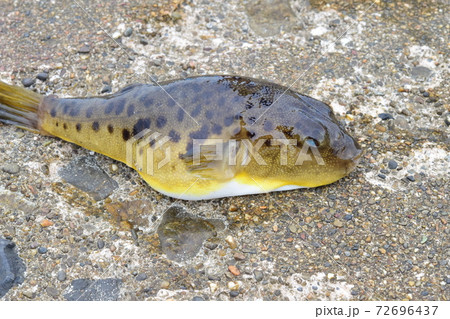 ヒガンフグ 72696437