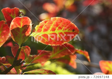 ニシキギの紅葉と果実・世界三大紅葉樹 72697148