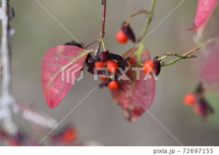 ニシキギの紅葉と果実・世界三大紅葉樹 ニシキギの紅葉と果実・世界三大紅葉樹 72697155