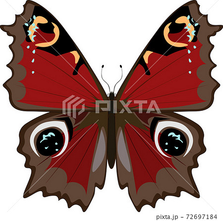 クジャクチョウ イラストのイラスト素材