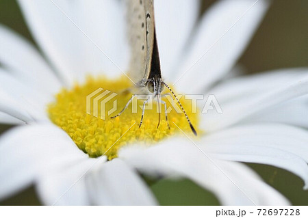 ハマギクの花とチョウ ハマギクの花とチョウ 72697228