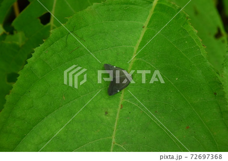 アミガサハゴロモ　葉 72697368