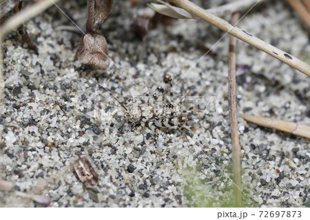 ハマスズ 72697873