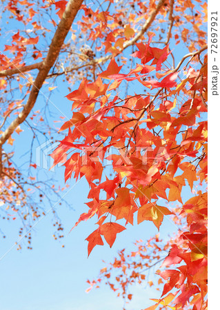針木浄水場の紅葉 72697921