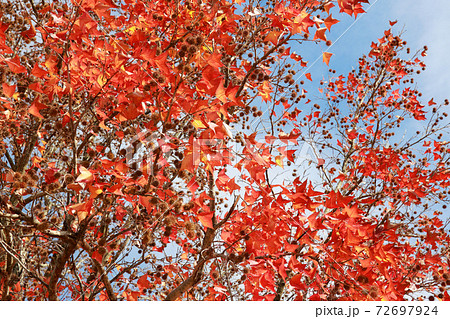 針木浄水場の紅葉 針木浄水場の紅葉 72697924