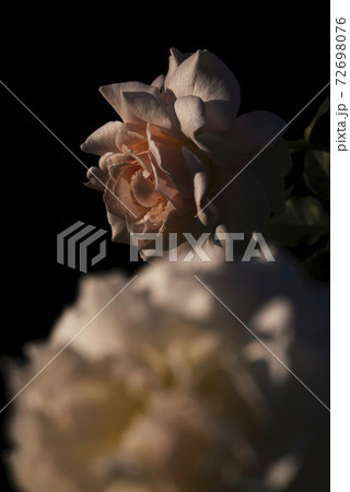薔薇 薔薇 72698076