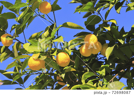 収穫間近のゆずの実　 72698087