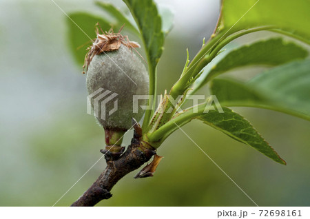 アーモンド アーモンド 72698161