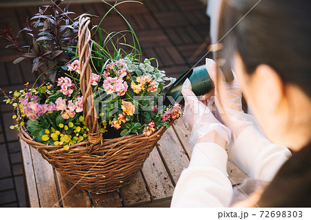 寄せ植え作り 趣味 冬の園芸イメージ の写真素材