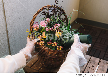 寄せ植え作り・趣味・冬の園芸イメージ 寄せ植え作り・趣味・冬の園芸イメージ 72698314