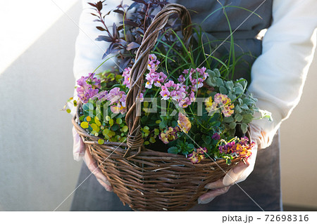 寄せ植え作り 趣味 冬の園芸イメージ の写真素材