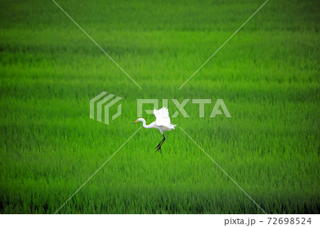 海老名の水田に舞うシラサギたち37 72698524