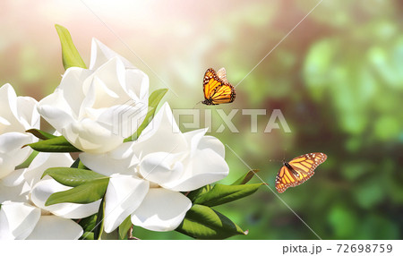 Horizontal banner with beautiful magnolia flowers 72698759