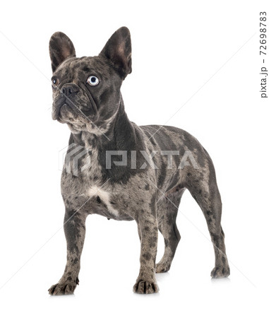 french bulldog in studio 72698783