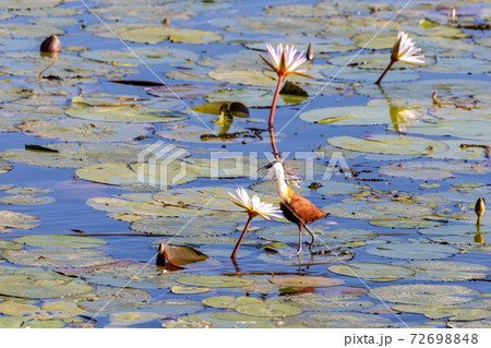 bird African jacana, Namibia Africa wildlife bird African jacana, Namibia Africa wildlife 72698848
