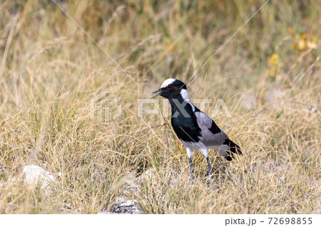 Blacksmith lapwing bird, Etosha Namibia Africa Blacksmith lapwing bird, Etosha Namibia Africa 72698855