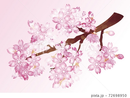 春　さくら　桜　花　手描き　水彩　背景　イラスト素材 72698950